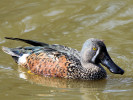 Australian Shoveler (WWT Slimbridge March 2011) - pic by Nigel Key